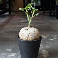 Jatropha cathartica '錦珊瑚'