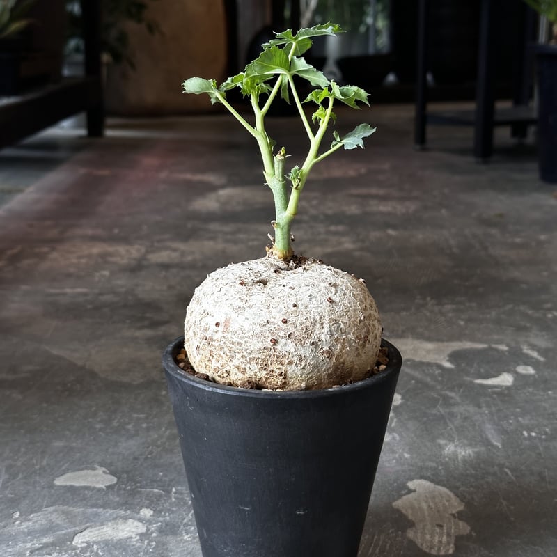 Jatropha cathartica '錦珊瑚' | AQWAABA
