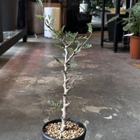Senna Meridionalis