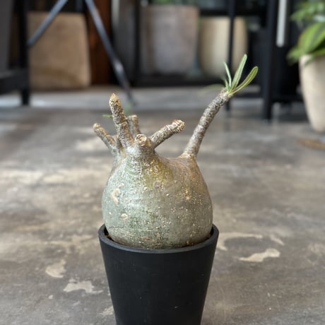 Pachypodium rosulatum var. gracilius