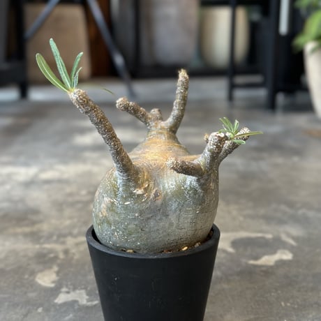 Pachypodium rosulatum var. gracilius