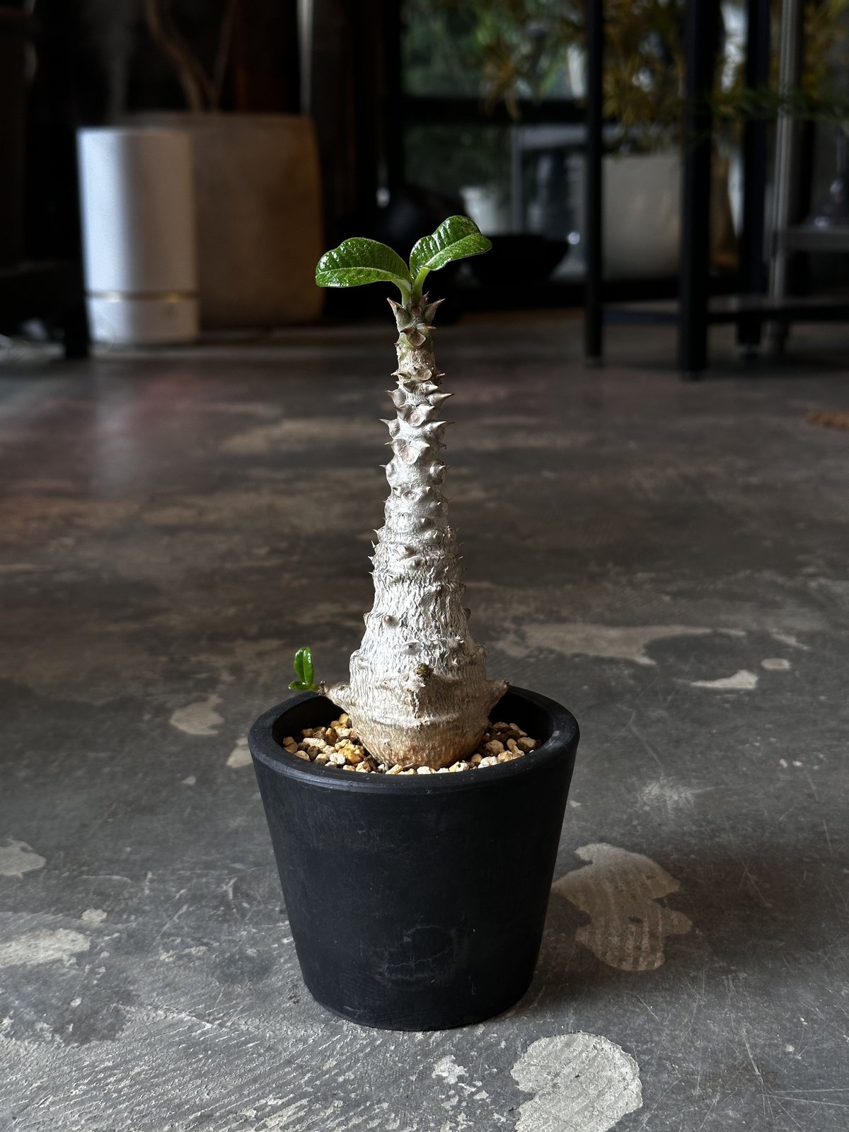 Pachypodium windsorii 種子 100個と50個 Pachypodium baronii var. windsorii | AQWAABA