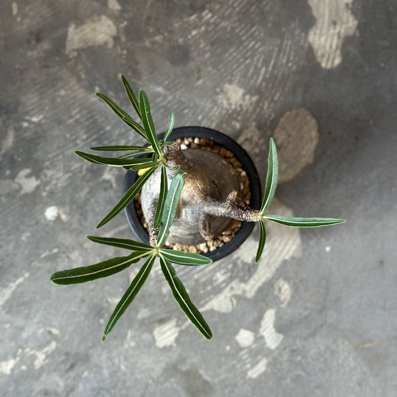 Pachypodium rosulatum var. gracilius | AQWAABA