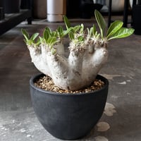 Pachypodium rosulatum var. eburneum
