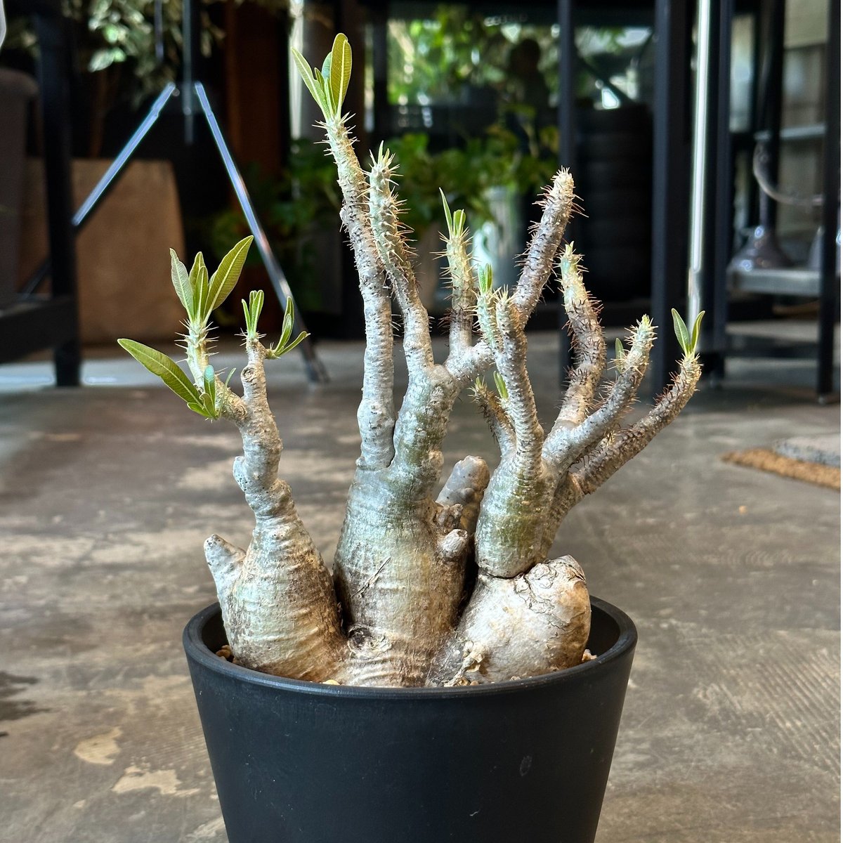 バリエム鉢　Pachypodium rosulatum gracilius Pachypodium rosulatum var. gracilius | AQWAABA