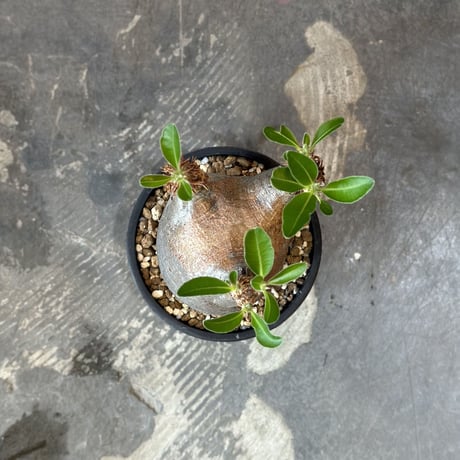 Pachypodium rosulatum var.makayense