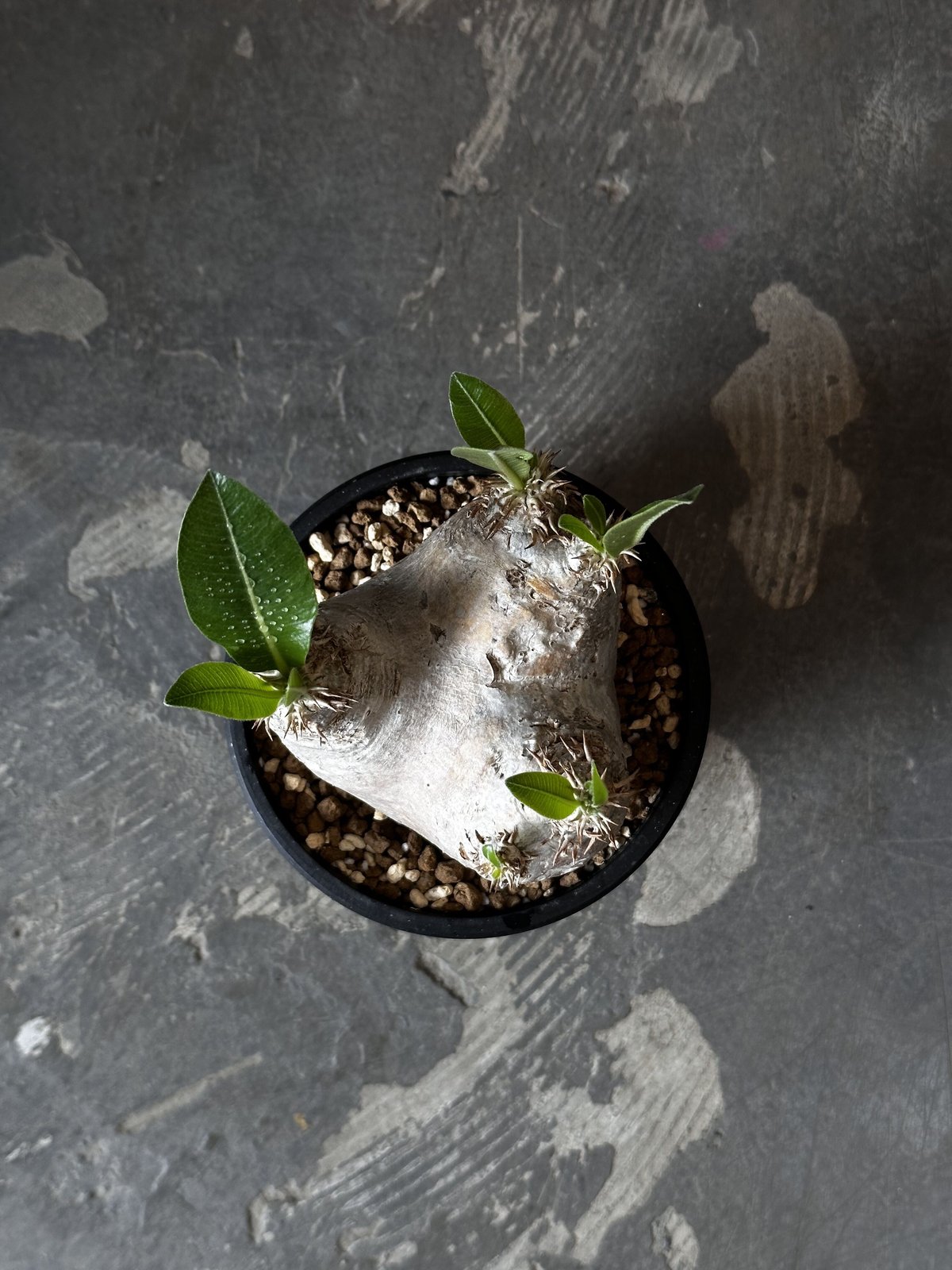 パキポディウム エブレネウム Pachypodium eburneum ⑤ pachypodium eburneum《L size》※現地球株発根済※メクれ上がった