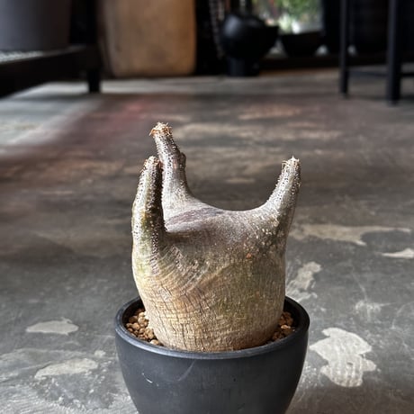 Pachypodium rosulatum var. gracilius