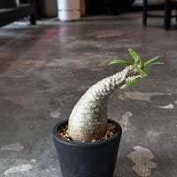 Pachypodium rosulatum var. gracilius