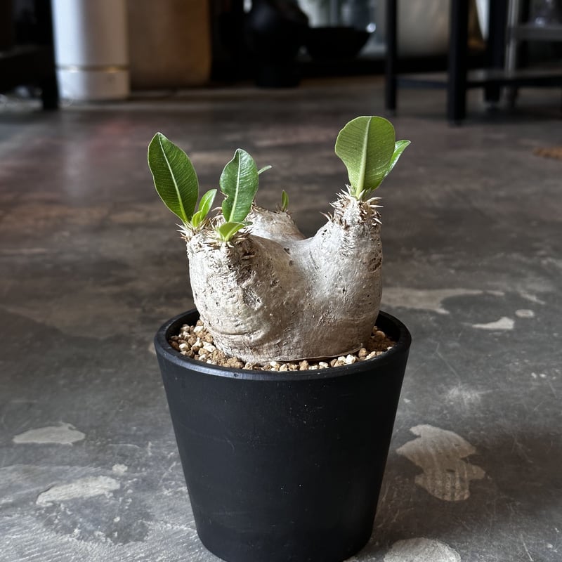 Pachypodium rosulatum var. eburneum | AQWAABA
