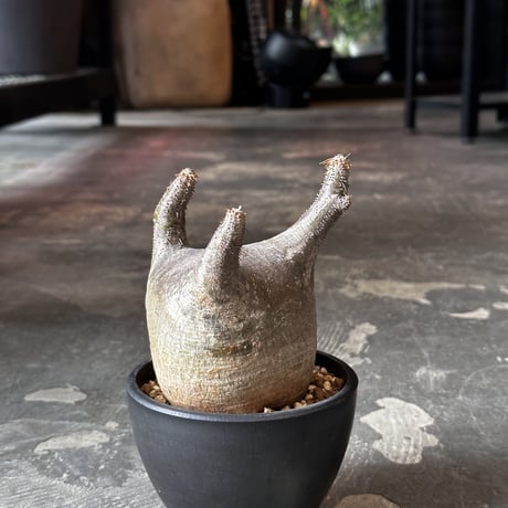 Pachypodium rosulatum var. gracilius