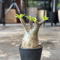 Pachypodium rosulatum var.makayense