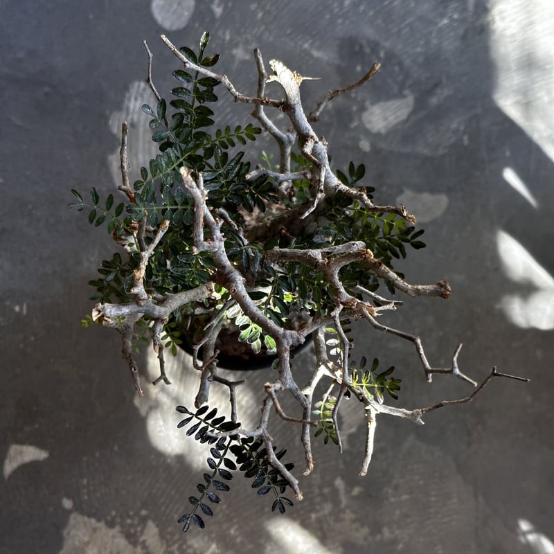 Operculicarya pachypus -現地球- 2 | AQWAABA