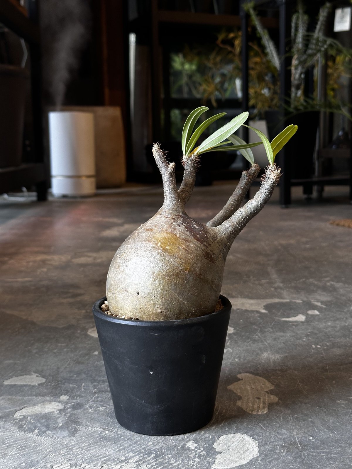 Pachypodium rosulatum var. gracilius | AQWAABA