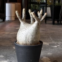 Pachypodium rosulatum var. gracilius