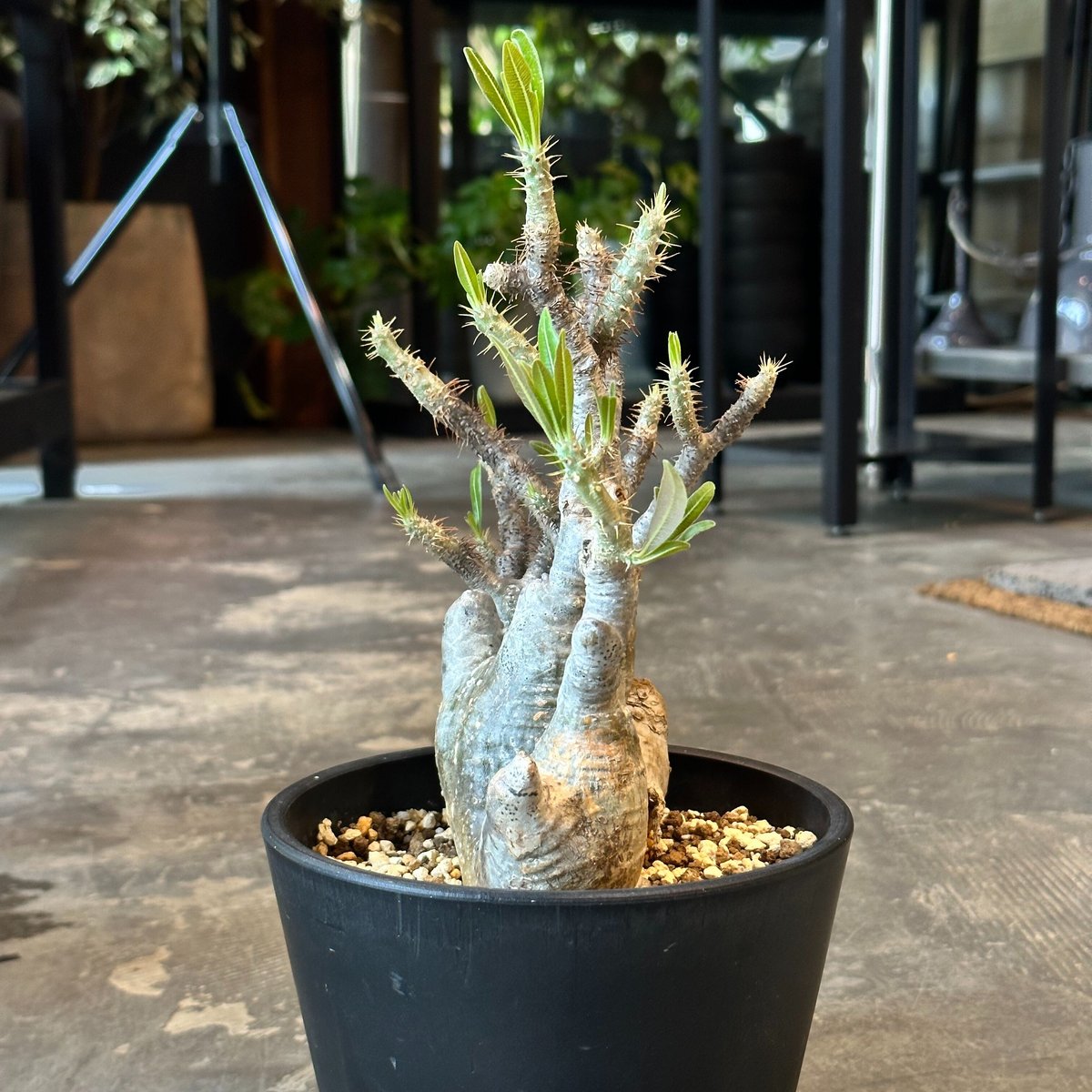 Pachypodium rosulatum var. gracilius | AQWAABA