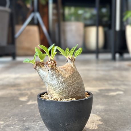 Pachypodium rosulatum var.makayense