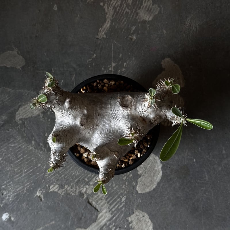 Pachypodium densiflorum | AQWAABA