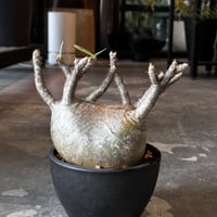 Pachypodium rosulatum var. gracilius