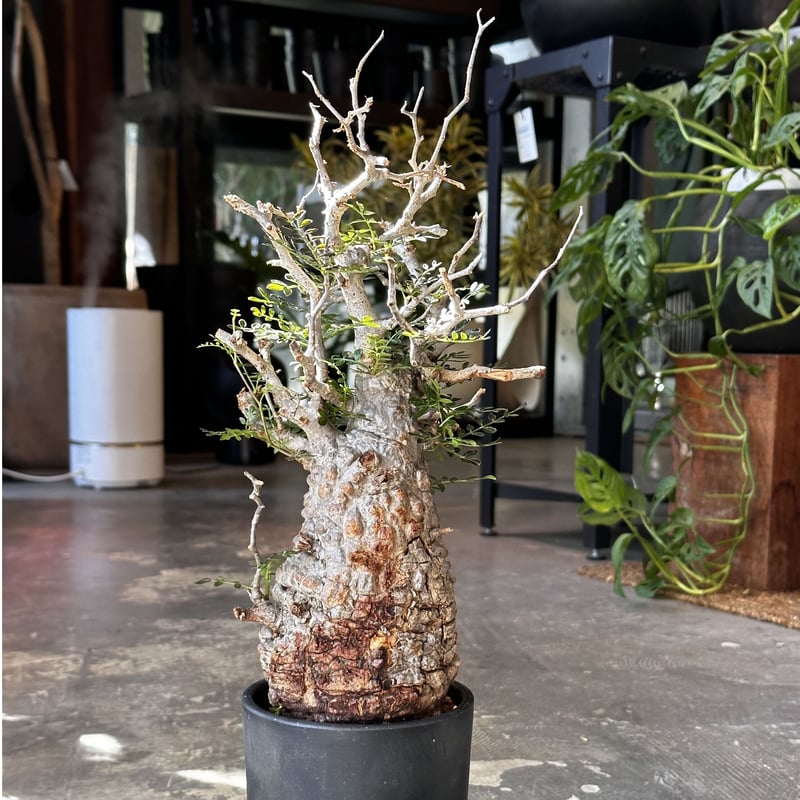 Operculicarya pachypus -現地球- 2 | AQWAABA