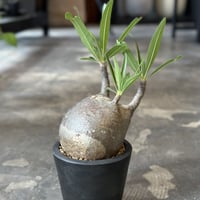Pachypodium rosulatum var. gracilius