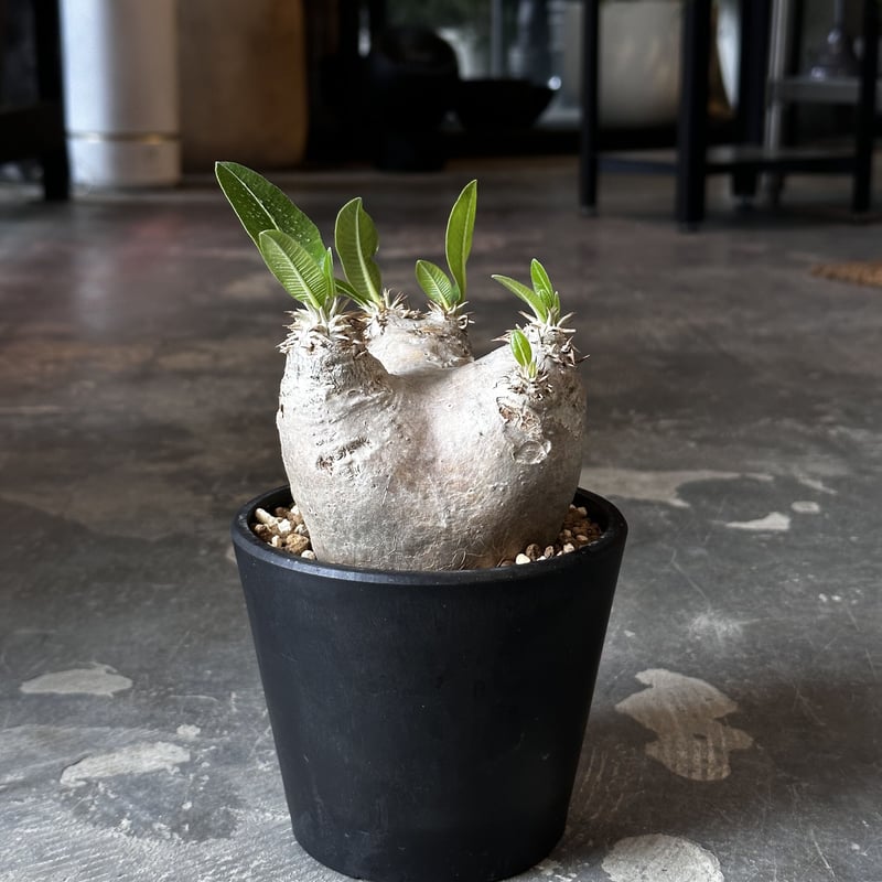 塊根植物・コーデックス Pachypodium rosulatum var. eburneum Pachypodium rosulatum var. eburneum | AQWAABA