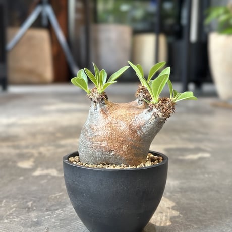 Pachypodium rosulatum var.makayense