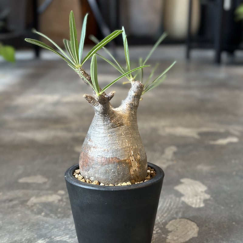 Pachypodium rosulatum var. gracilius | AQWAABA