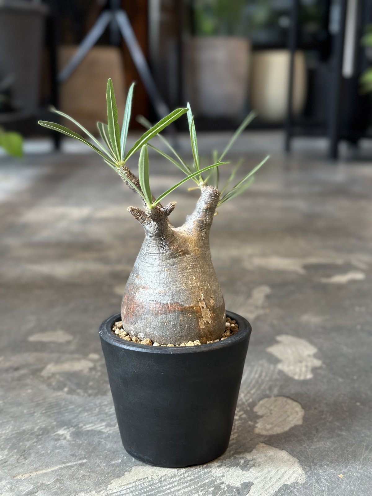 Pachypodium rosulatum var. gracilius | AQWAABA