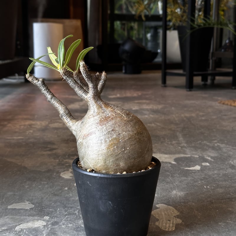 Pachypodium rosulatum var. gracilius 3頭株 Pachypodium rosulatum var. gracilius | AQWAABA