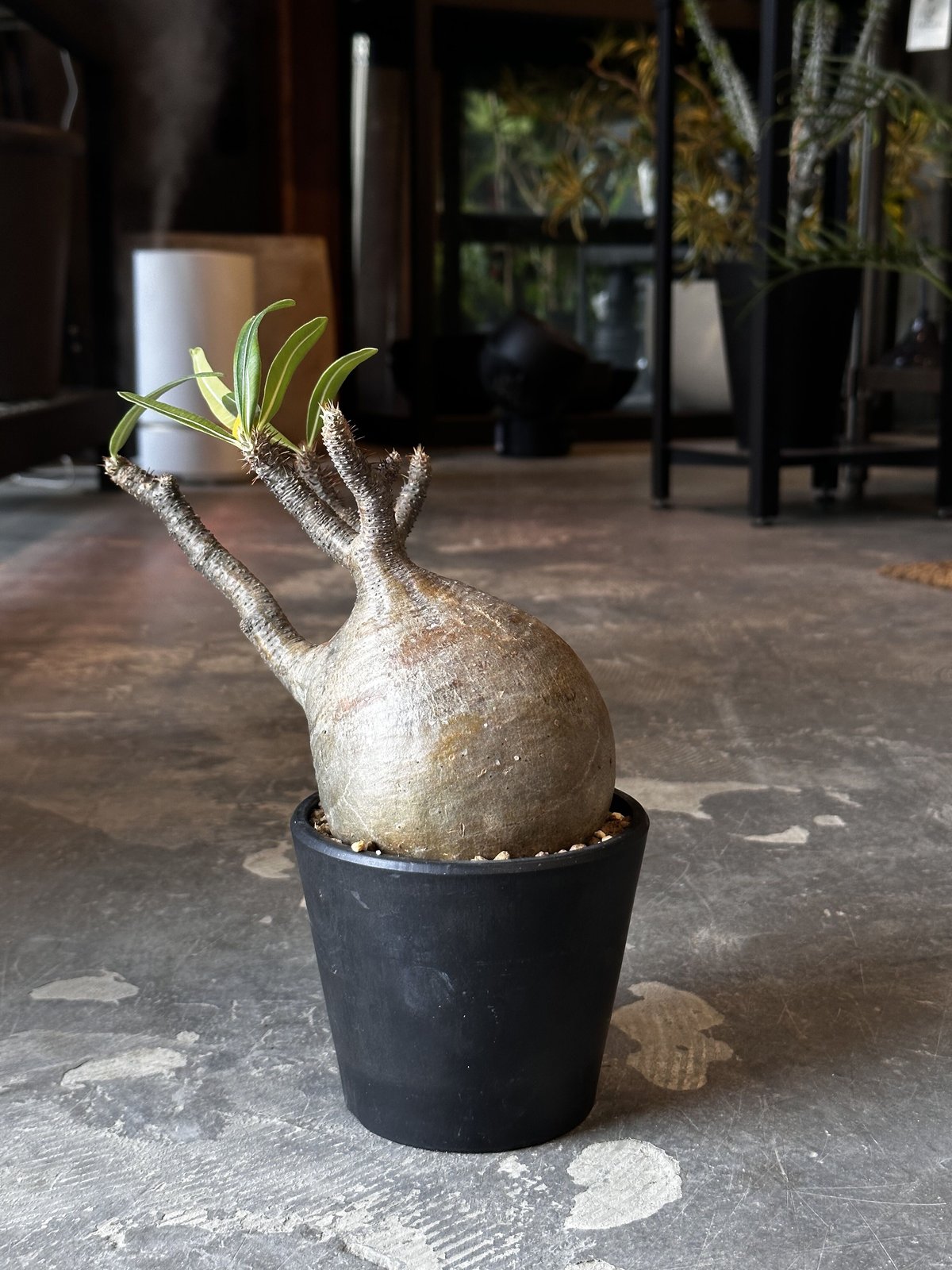 Pachypodium rosulatum var. gracilius | AQWAABA