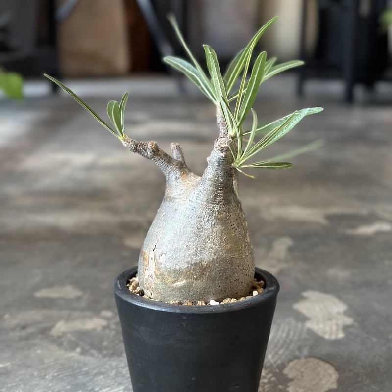 Pachypodium rosulatum var. gracilius | AQWAABA