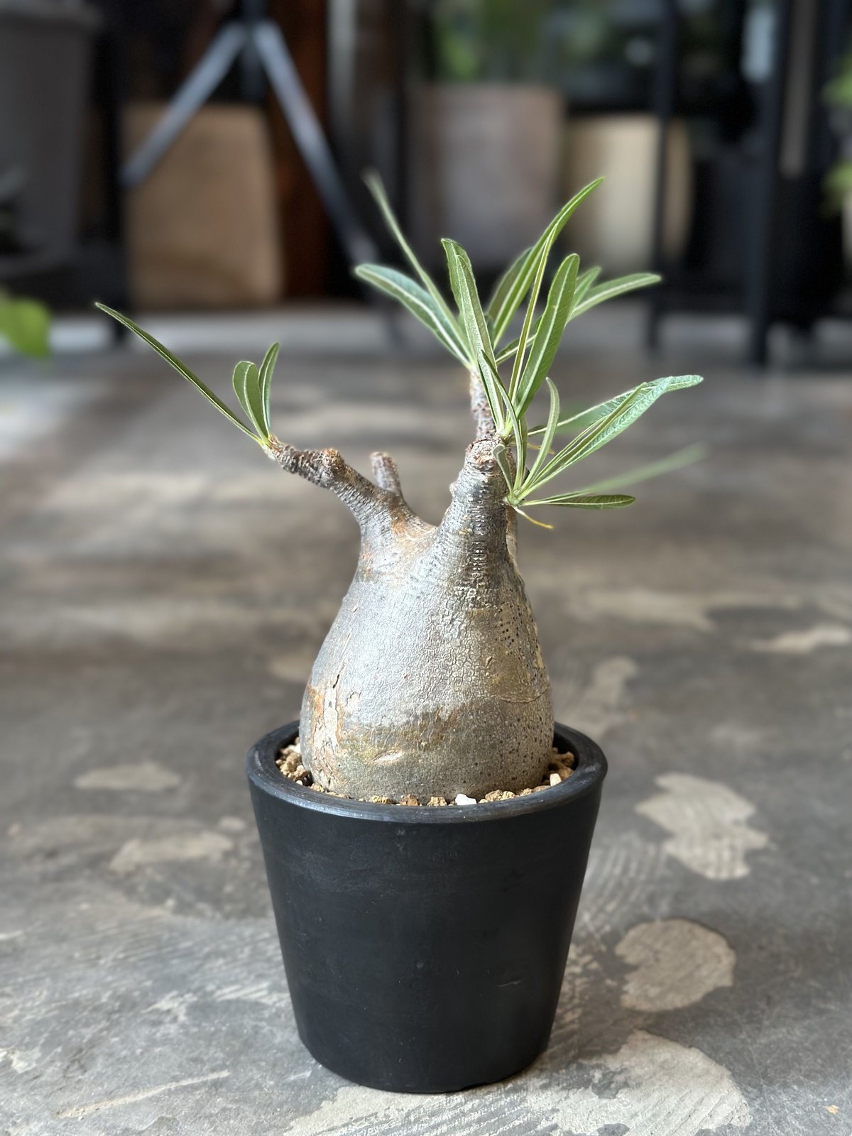 Pachypodium rosulatum var. gracilius | AQWAABA