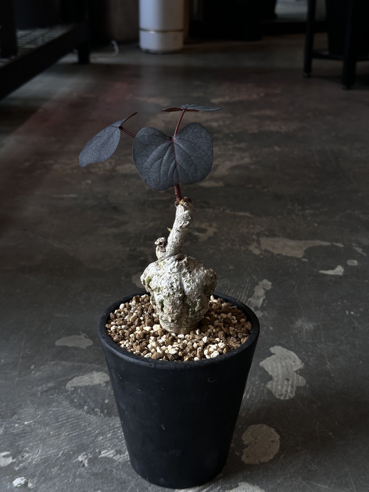 Adenia stylosa | AQWAABA