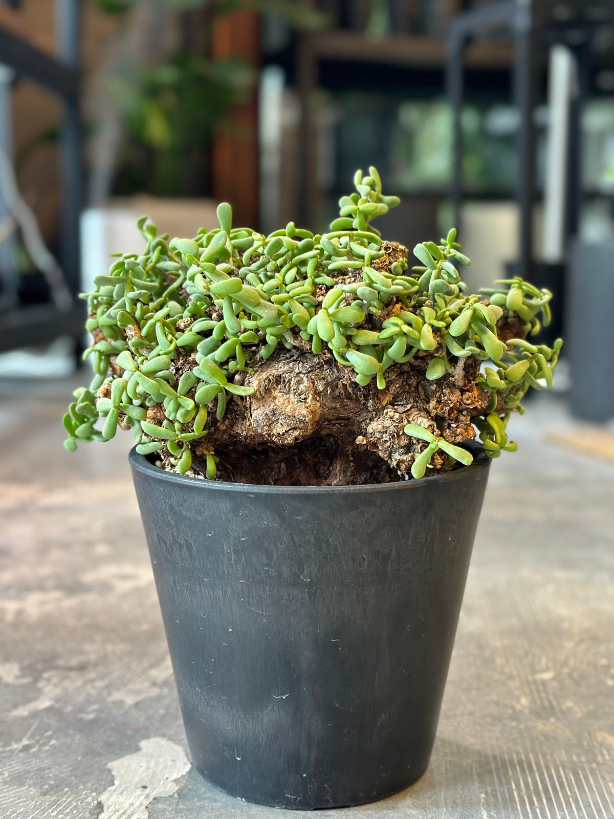 ケラリア ピグマエア 大株 雌株Cerariapygmaea プラ鉢発送 ケラリア