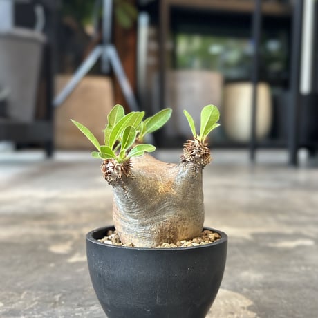 Pachypodium rosulatum var.makayense