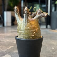 Pachypodium rosulatum var. gracilius