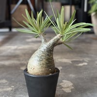 Pachypodium rosulatum var. gracilius
