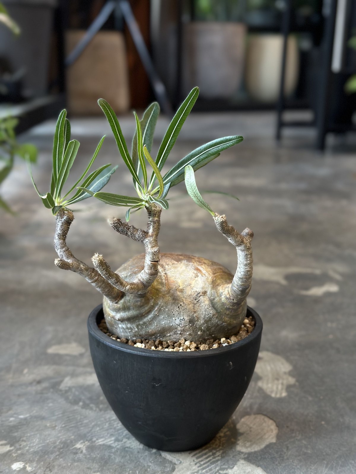 パキポディウム グラキリス Pachypodium gracilius ① パキポディウム グラキリス Pachypodium gracilius 発根済 (gk-29