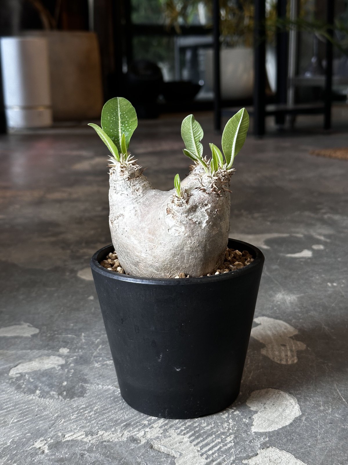 Pachypodium rosulatum var. eburneum | AQWAABA