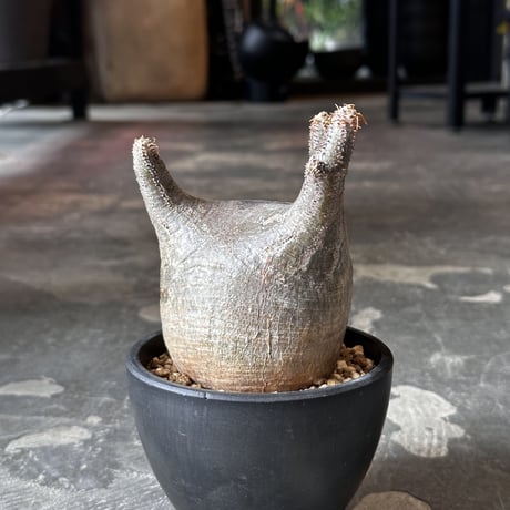 Pachypodium rosulatum var. gracilius