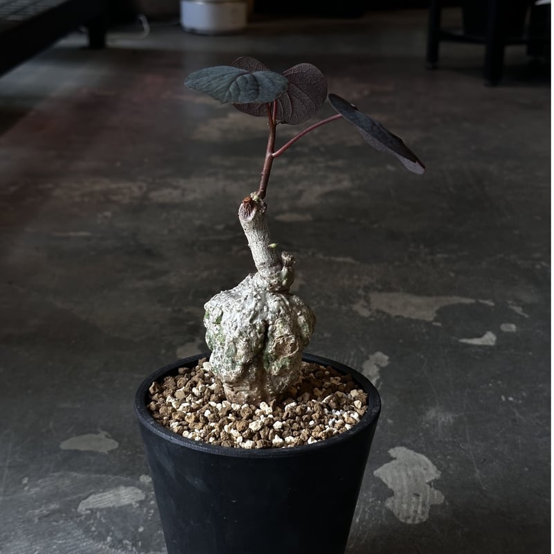 Adenia stylosa | AQWAABA