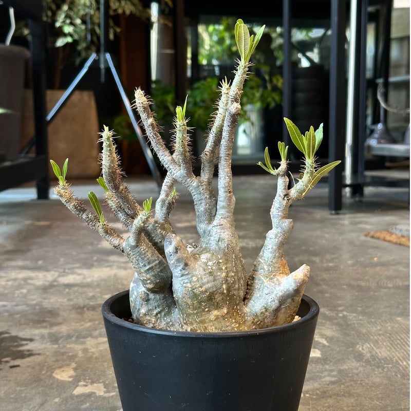 その他 MEDICOM TOY - Pachypodium rosulatum var. gracilius その他 MEDICOM TOY - Pachypodium rosulatum var. gracilius