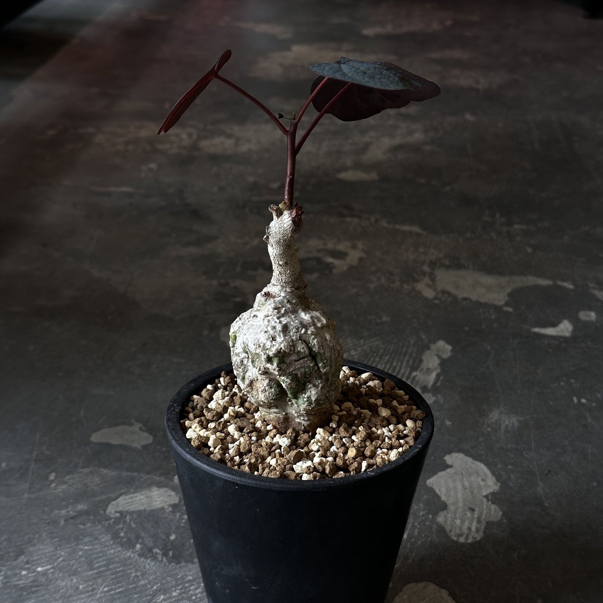 アデニアステイローサ GC1 アデニアステイローサ GC1 adenia stylosa《M size》発根済み株 再