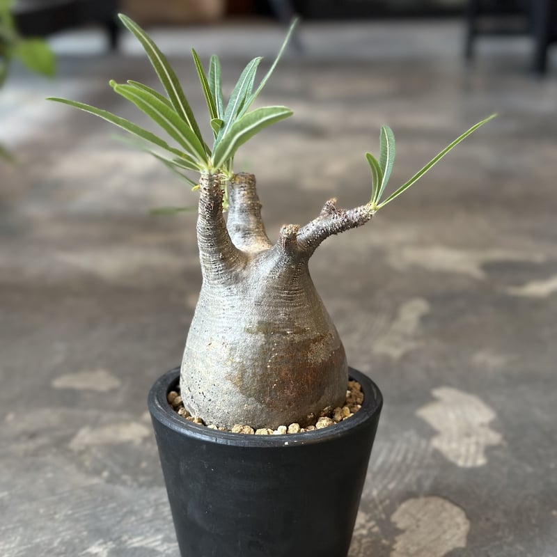 Pachypodium rosulatum var. gracilius | AQWAABA
