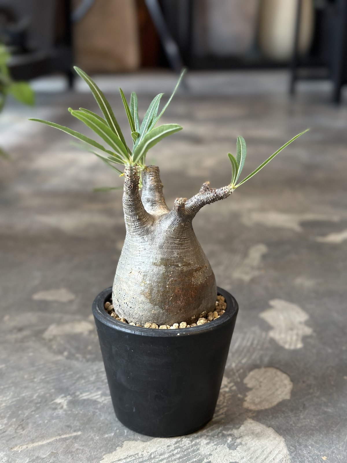 Pachypodium rosulatum var. gracilius | AQWAABA