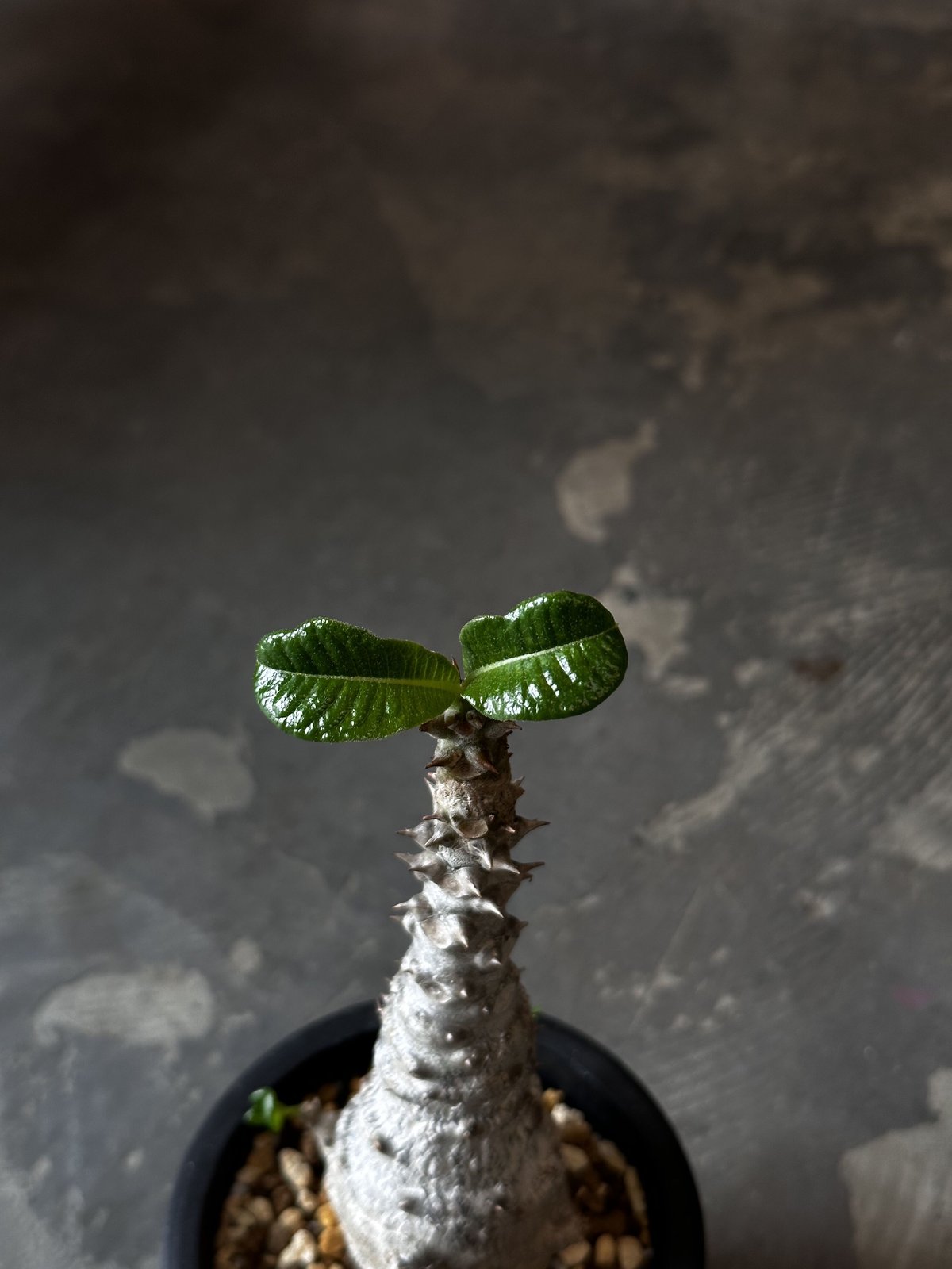 Pachypodium baronii var. windsorii | AQWAABA