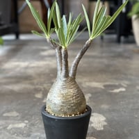 Pachypodium rosulatum var. gracilius