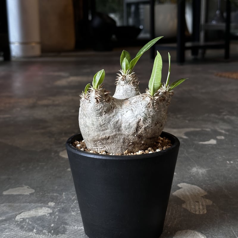塊根植物・コーデックス Pachypodium rosulatum var. eburneum Pachypodium rosulatum var. eburneum | AQWAABA