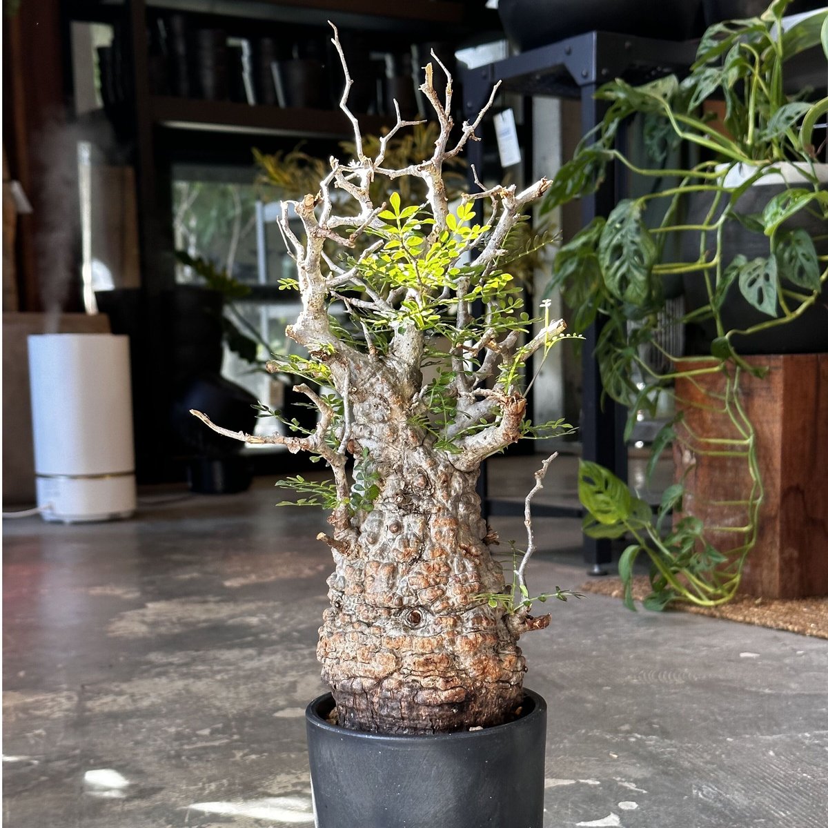 Operculicarya pachypus -現地球- 2 | AQWAABA